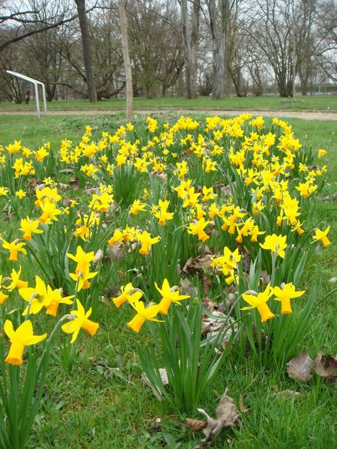 Narcissus cyclamineus arboretum